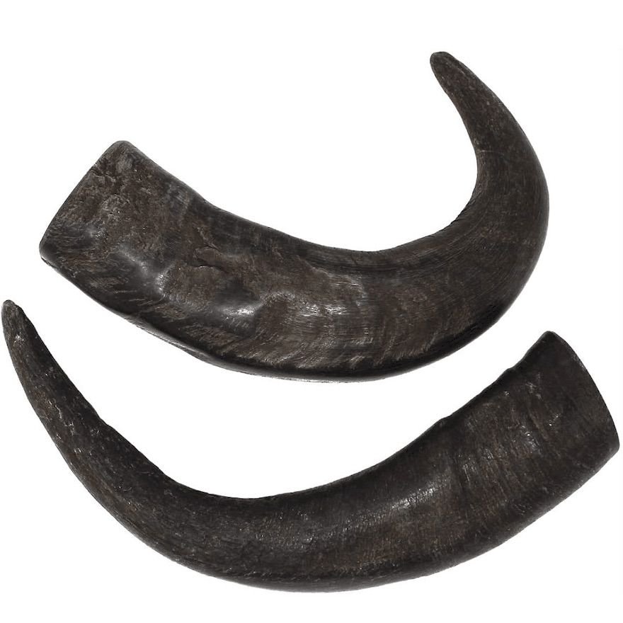 DOH CHEW HORN 2 PREMIUM BUFFALO HORN DOG CHEW - Image 1