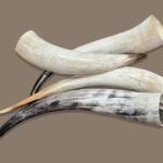 Natural Buffalo Horn Decorative Accent Set