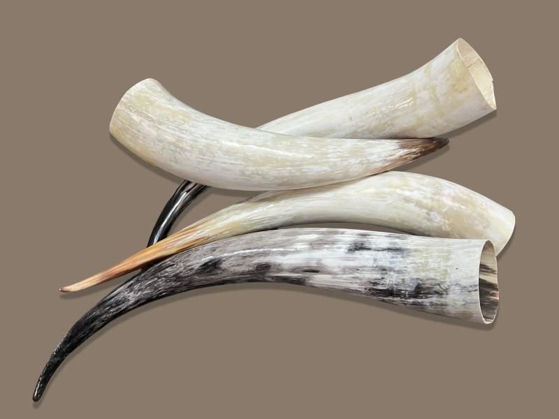 WhatsApp Image 2026-05-08 at 4.51.49 PM Natural Buffalo Horn Decorative Accent Set - Image 1